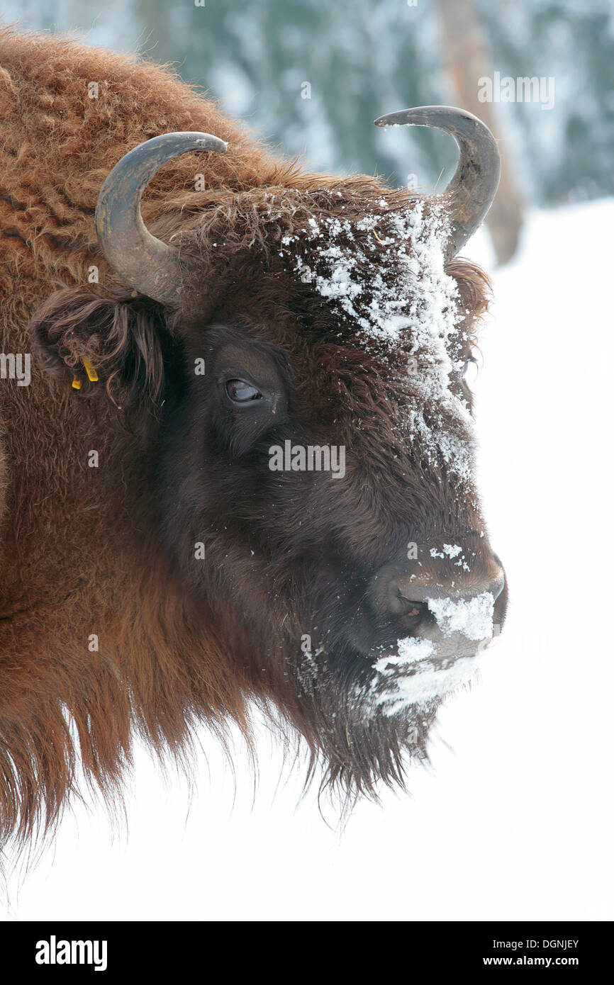 Wisent (Bison bonasus) in the snow Stock Photo
