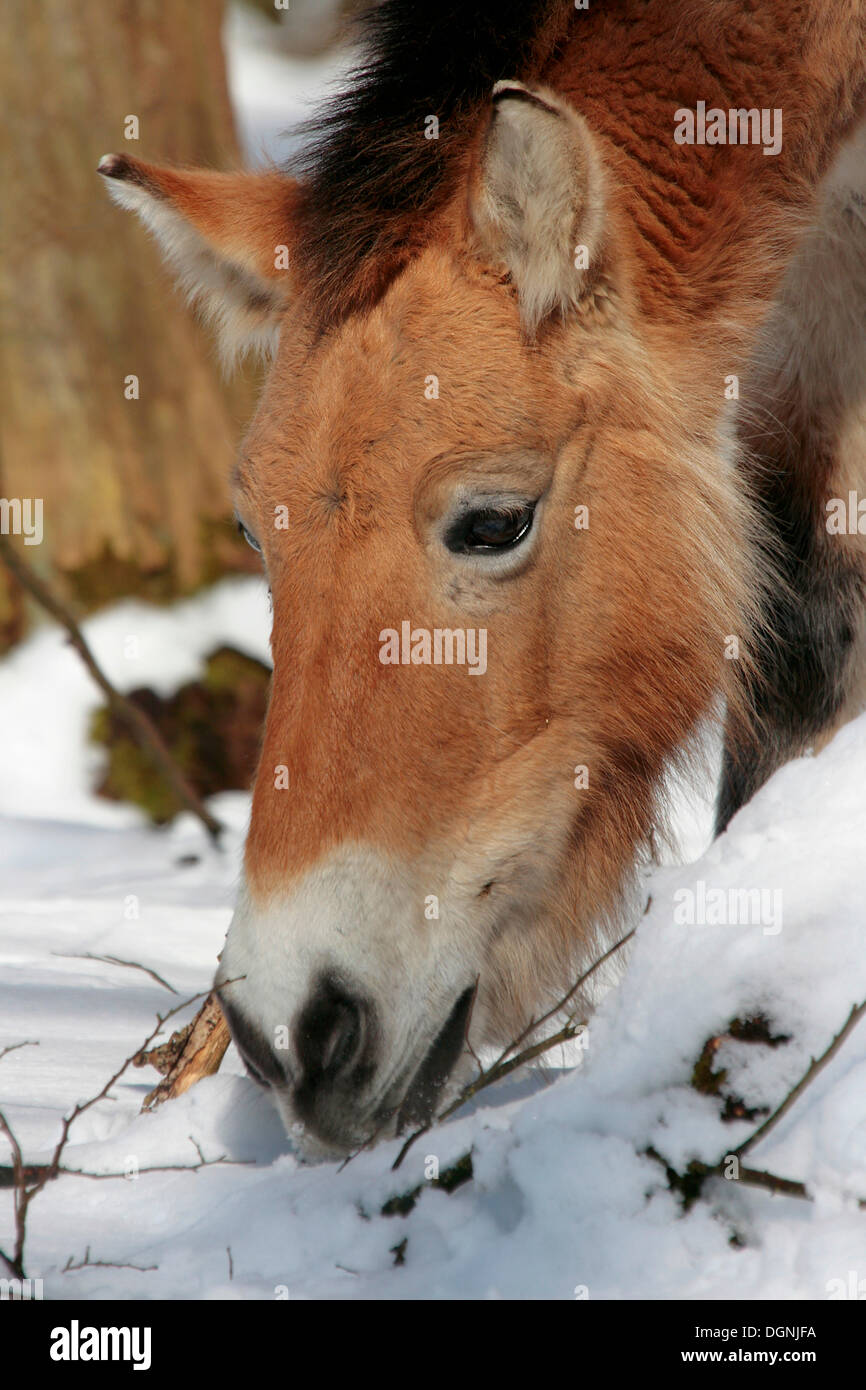 Przewalski's horse or Dzungarian Horse (Equus przewalskii), old wild horse race, grazing in the snow, portrait Stock Photo