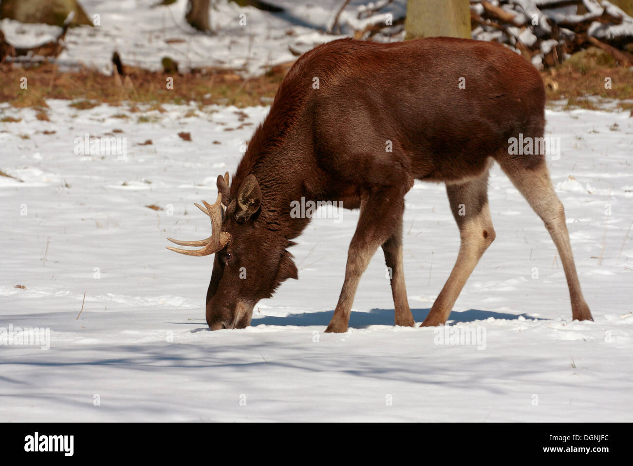 Young male moose (Alces alces) on a snowy forest meadow, Tierpark Weilburg zoo, Hesse Stock Photo