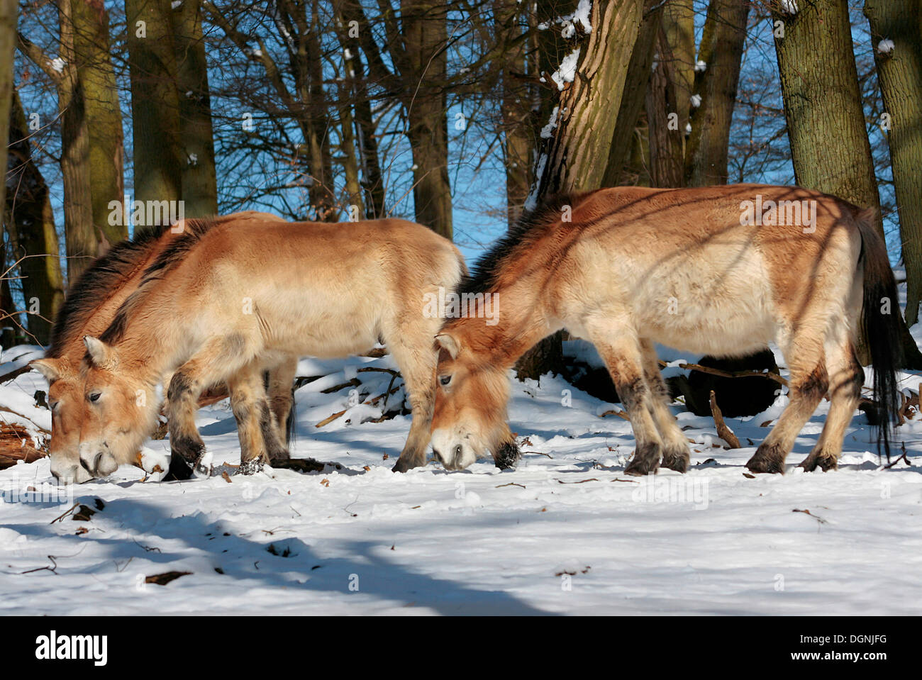 Three ancient Wild Horses, Przewalski's Horses (Equus przewalskii) in snowy woods, Weilburg Zoo, Hesse Stock Photo