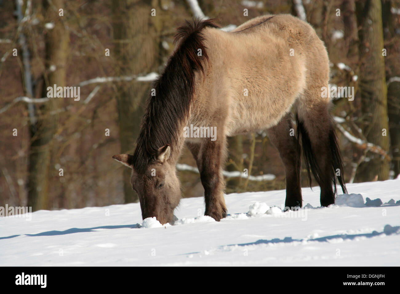 Tarpan, Eurasian Wild Horse (Equus przewalskii sylvaticus), backbreeding, browsing on meadow in snow, Weilburg Zoo, Hesse Stock Photo