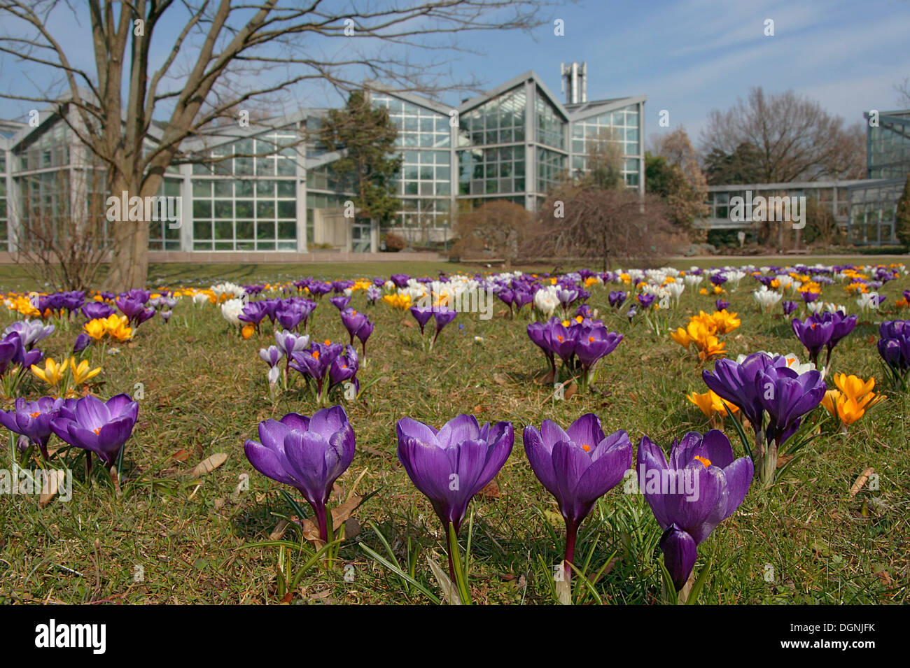 Spring in the Palmengarten palm garden, blossoming crocuses in front of theTropicarium, Frankfurt am Main, Hesse Stock Photo