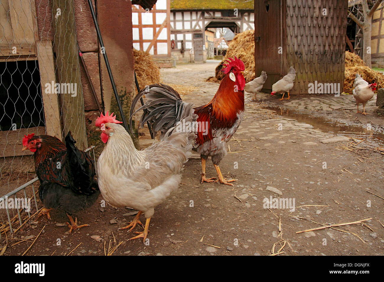 Domestic chicken (Gallus gallus domesticus), free-ranging rooster, cock, and hens at a historic farm with a dung hill Stock Photo