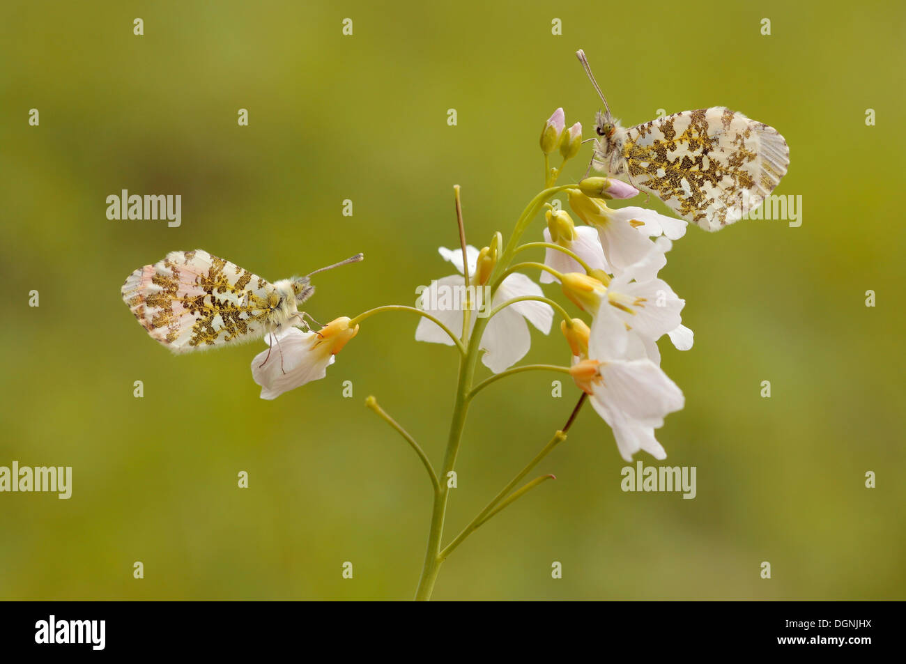 Orange Tip (Anthocharis cardamines), male and female perched on Cuckoo flower blossoms (Cardamine pratensis) Stock Photo