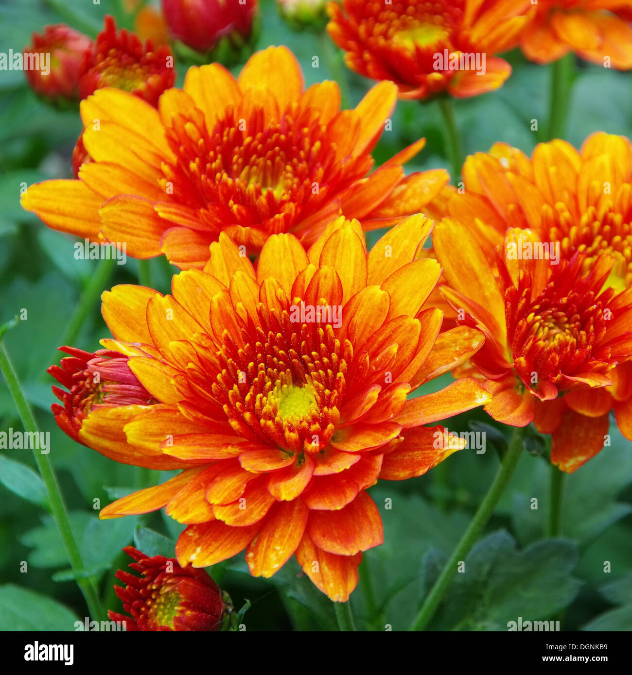 Orange chrysanthemum hires stock photography and images Alamy