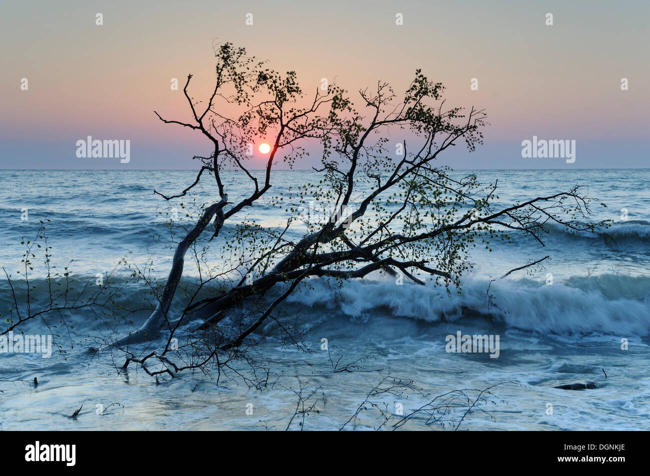 Tree in the Baltic Sea at sunrise, Ruegen, Mecklenburg-Western Pomerania Stock Photo