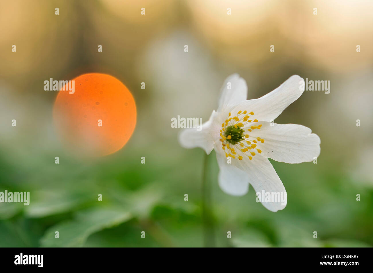 Wood anemone (Anemone nemorosa) at sunset, Leipzig floodplain forest, Saxony Stock Photo