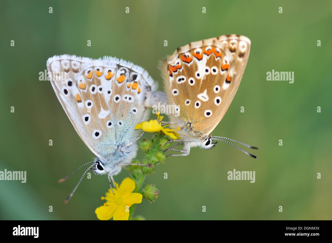 Mating Butterflies (Lycaenidae), Rana Mountain, Czech Republic, Europe, Rannayer Berg, Ústí nad Labem Region, Czech Republic Stock Photo