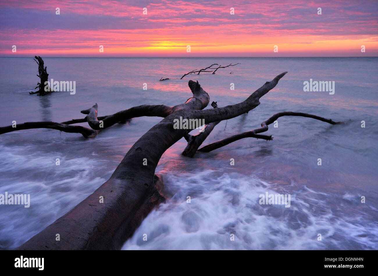 Dead trees on a Baltic Sea beach at sunrise, Ruegen, Mecklenburg-Western Pomerania Stock Photo
