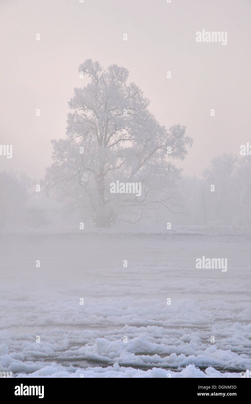 Tree with hoarfrost on the Elbe River on a cold winter morning, near Dessau-Rosslau, Saxony-Anhalt Stock Photo