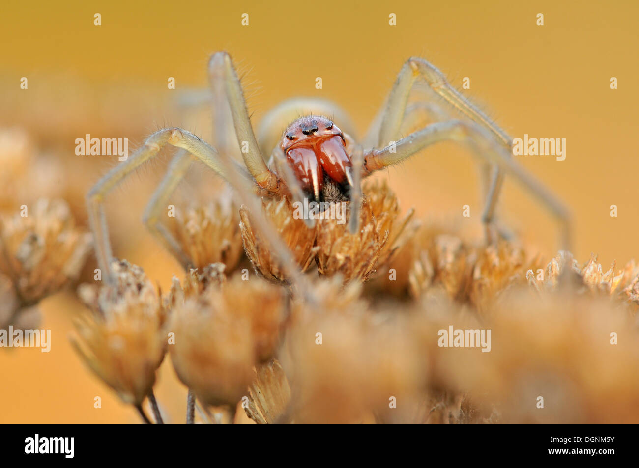 Yellow Sac Spider (Cheiracanthium punctorium), near Boxberg, Saxony Stock Photo