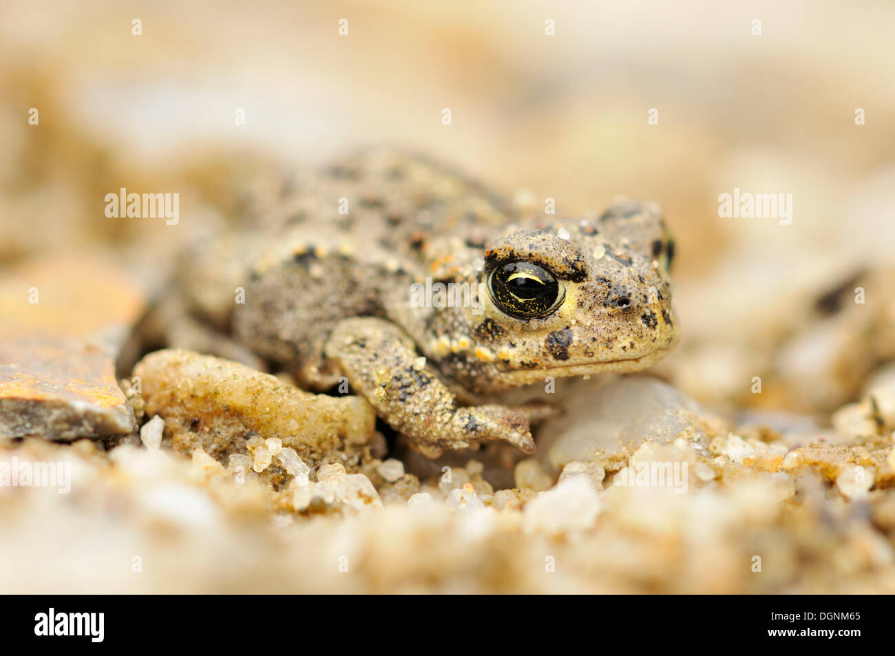 Juvenile Natterjack Toad (Bufo calamita) in a former open-cast mine near Finsterwalde, Brandenburg Stock Photo