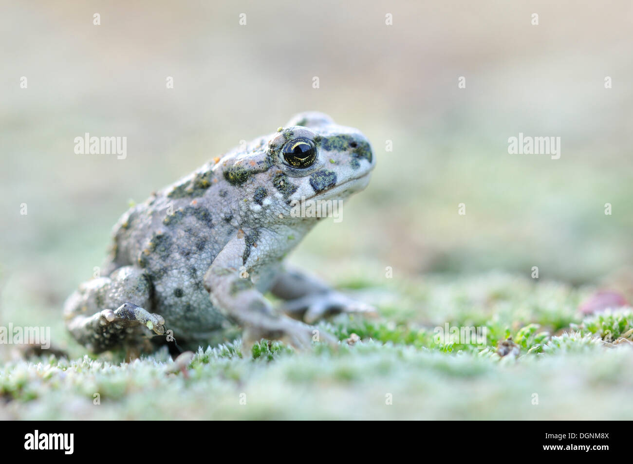 Juvenile Green Toad (Bufo viridis complex) in a gravel pit near Leipzig, Saxony Stock Photo