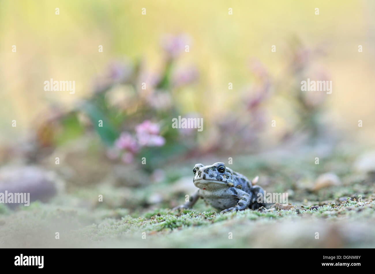 Juvenile Green Toad (Bufo viridis complex) in a gravel pit near Leipzig, Saxony Stock Photo