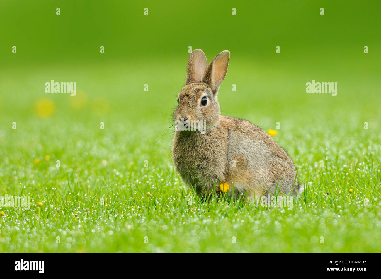 Wild Rabbit (Oryctolagus cuniculus) in a meadow, Scotland, United Kingdom Stock Photo