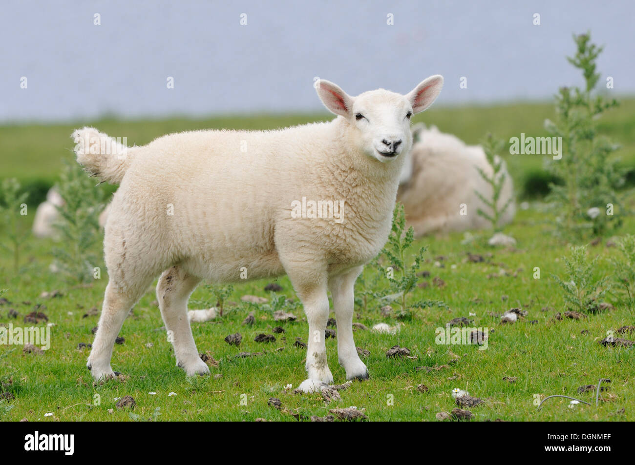 Young sheep in a meadow, Isle of Skye, Scotland, United Kingdom Stock Photo