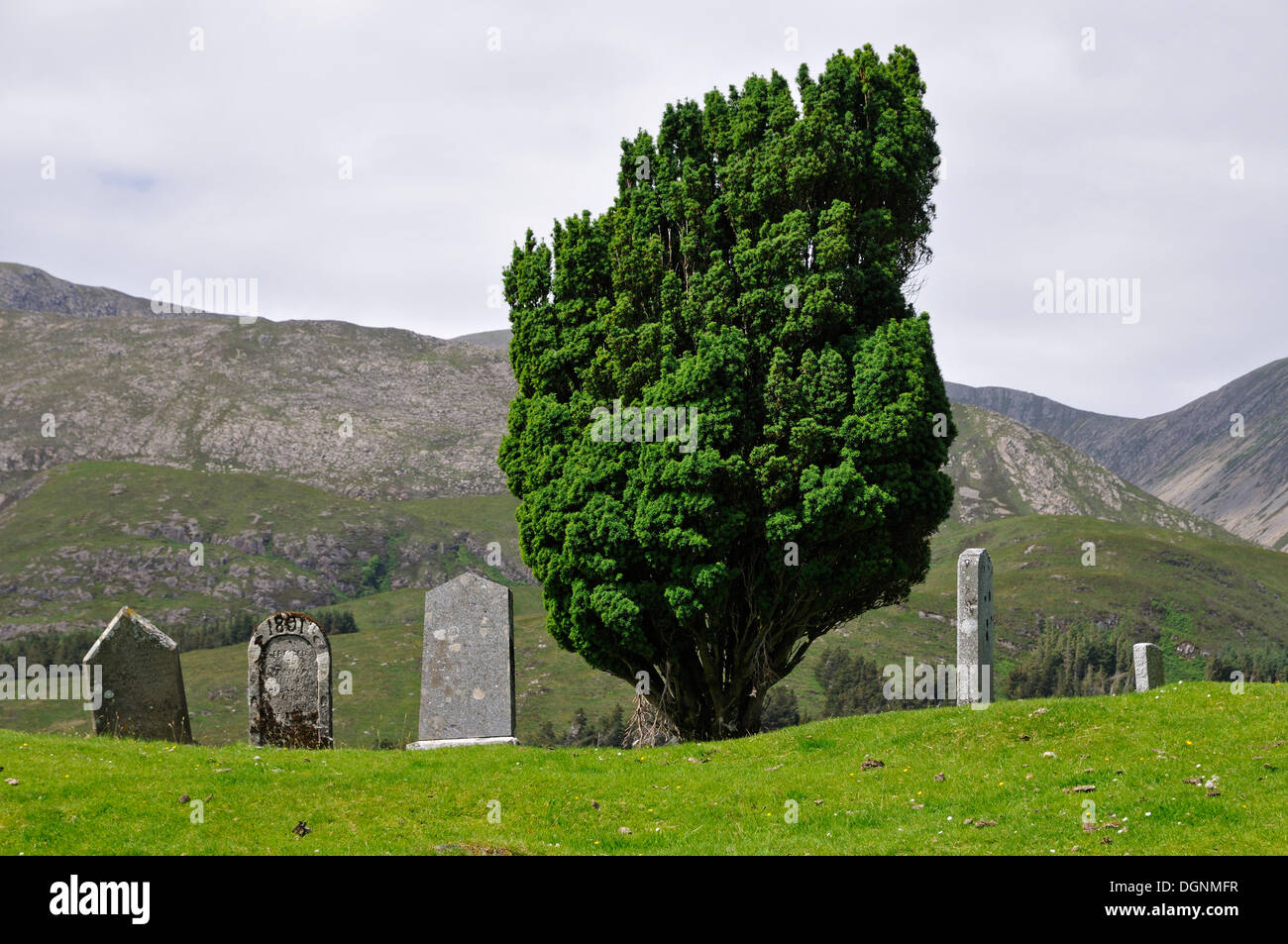 Ancient graves and a conifer in a cemetery, Schottland, Isle of Skye, Scotland, United Kingdom Stock Photo