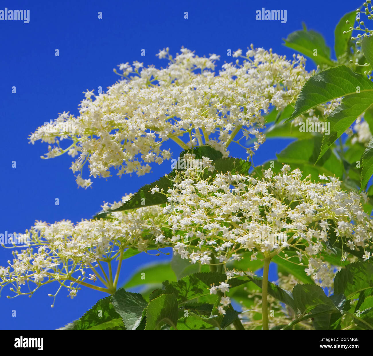 Holunder Blüte - elder flower 40 Stock Photo - Alamy