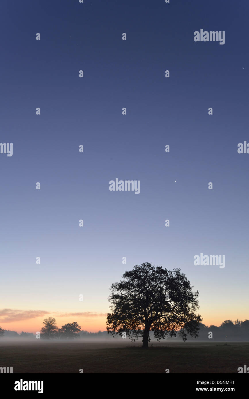 Meadow landscape with solitary oak trees in the morning mist at sunrise ...
