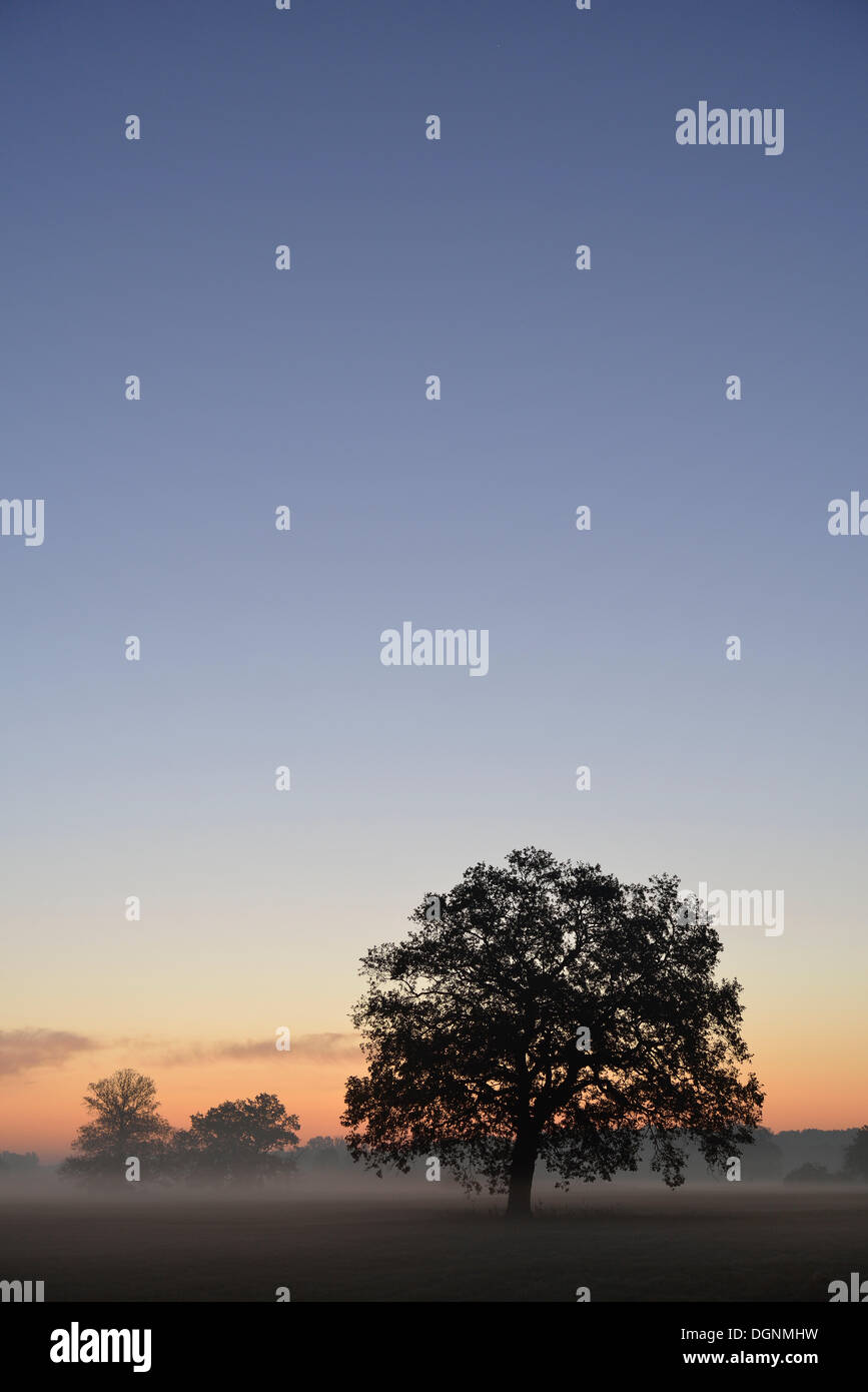 Meadow landscape with solitary oak trees in the morning mist at sunrise ...