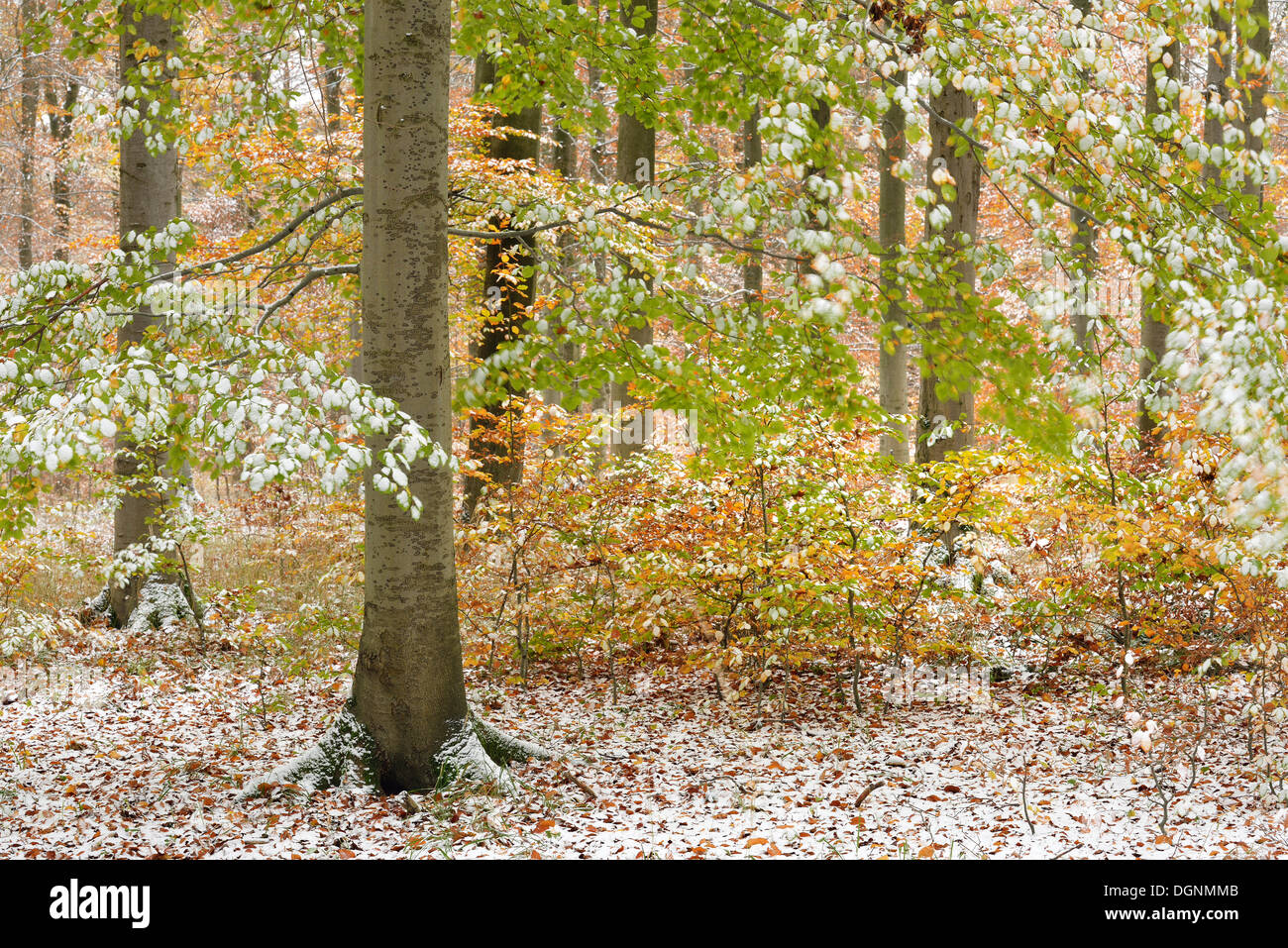 Beech forest in autumn with colourful autumn leaves and snow, Thale, Saxony-Anhalt, Germany Stock Photo