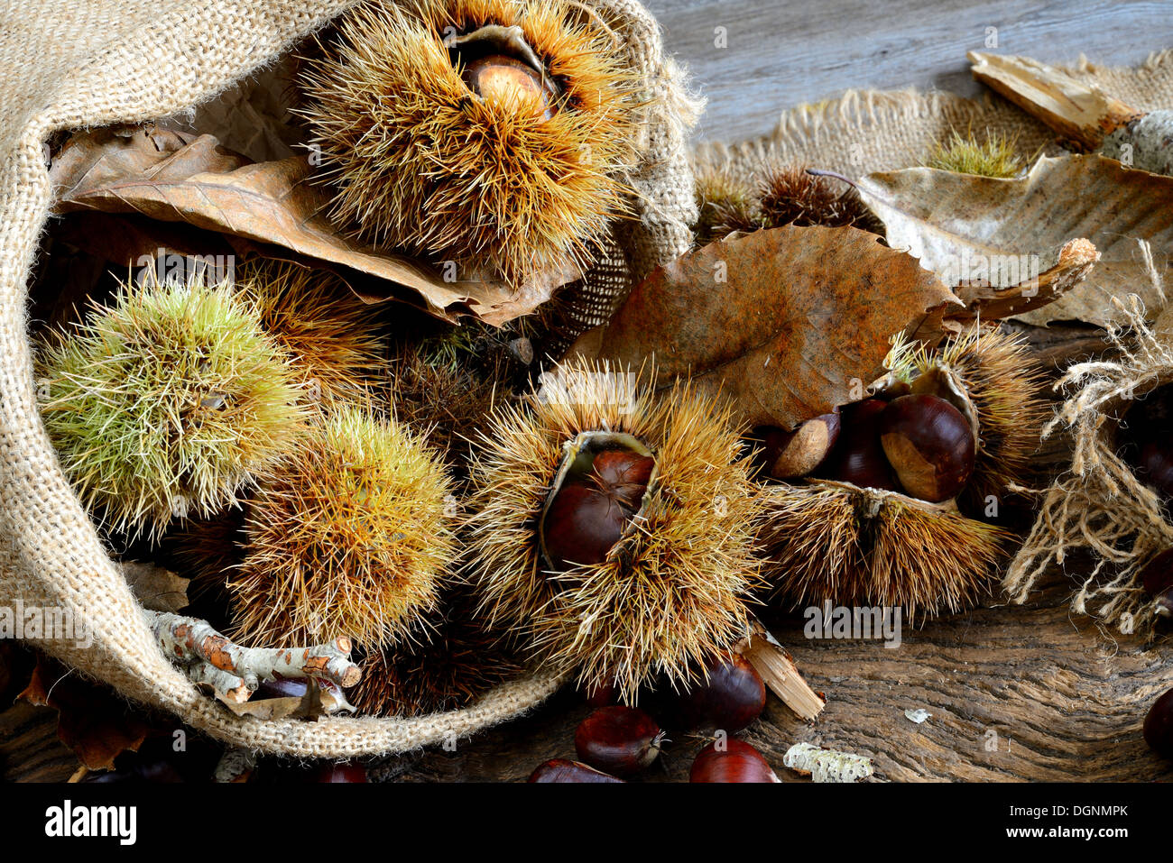 fresh natural chestnuts and curly just picked Stock Photo Alamy