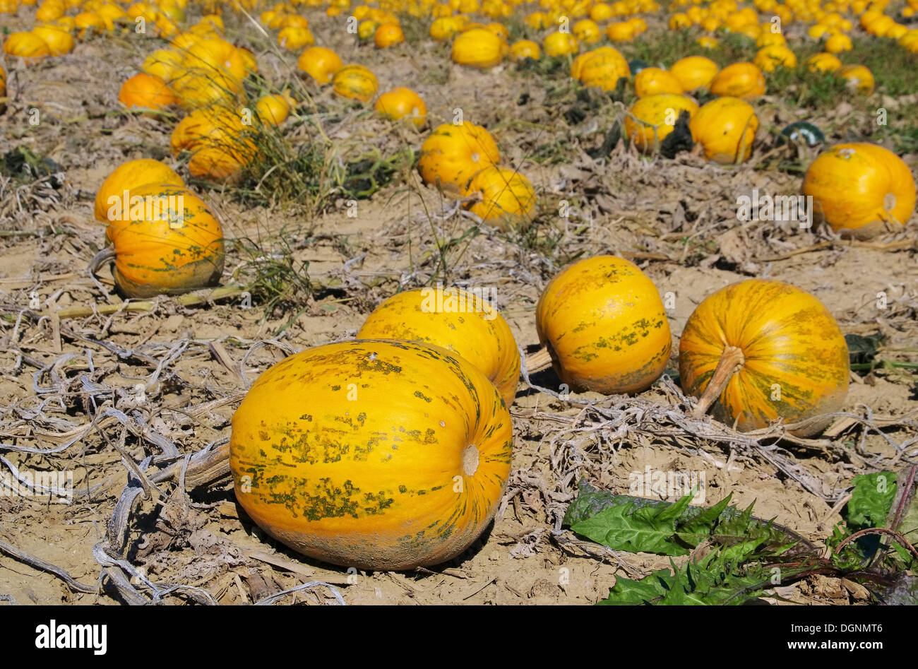 Beet feld hi-res stock photography and images - Alamy