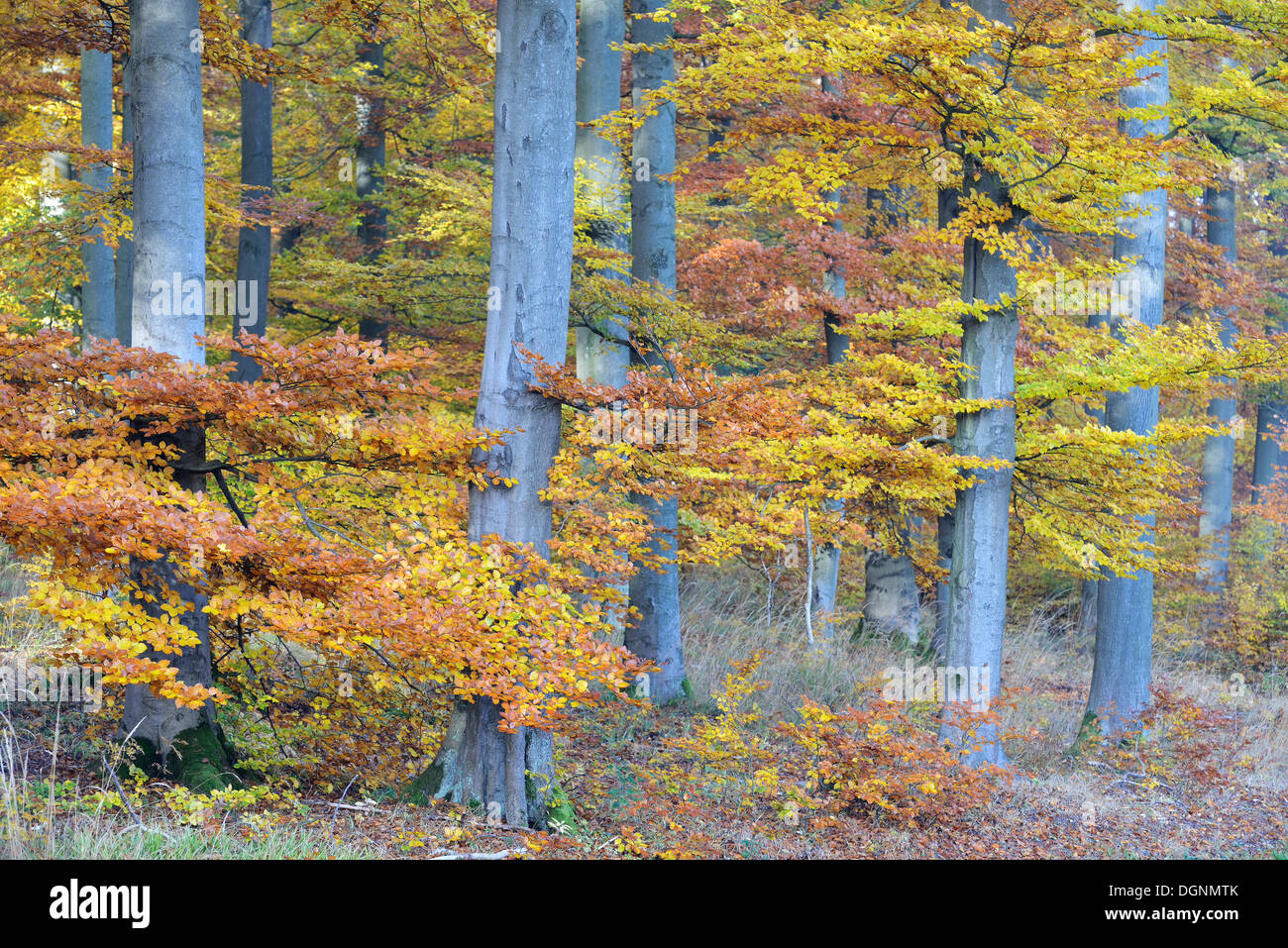 Beech forest in autumn with colourful autumn leaves, Thale, Saxony-Anhalt, Germany Stock Photo