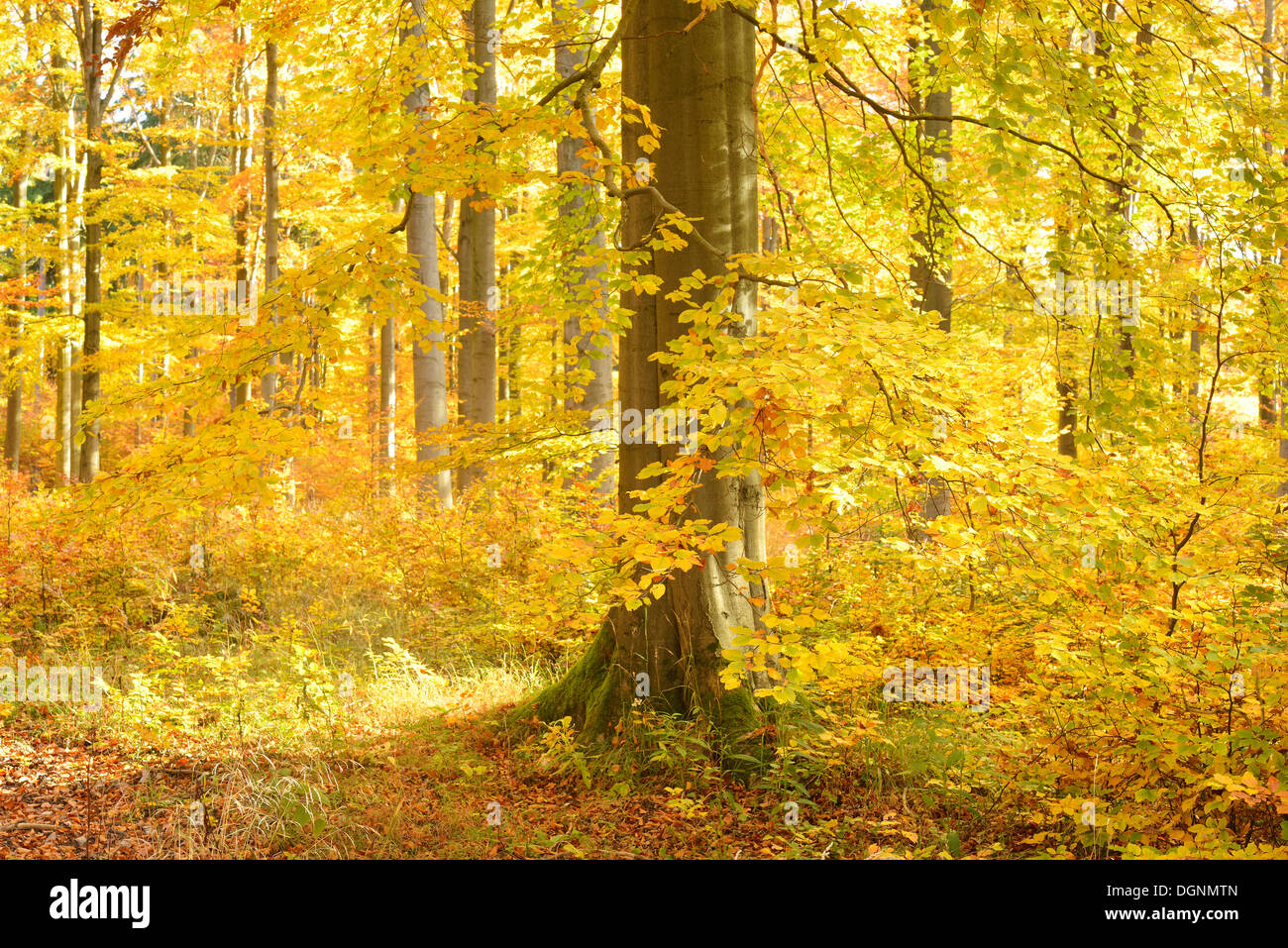 Beech forest in autumn with colourful autumn leaves, Thale, Saxony-Anhalt, Germany Stock Photo
