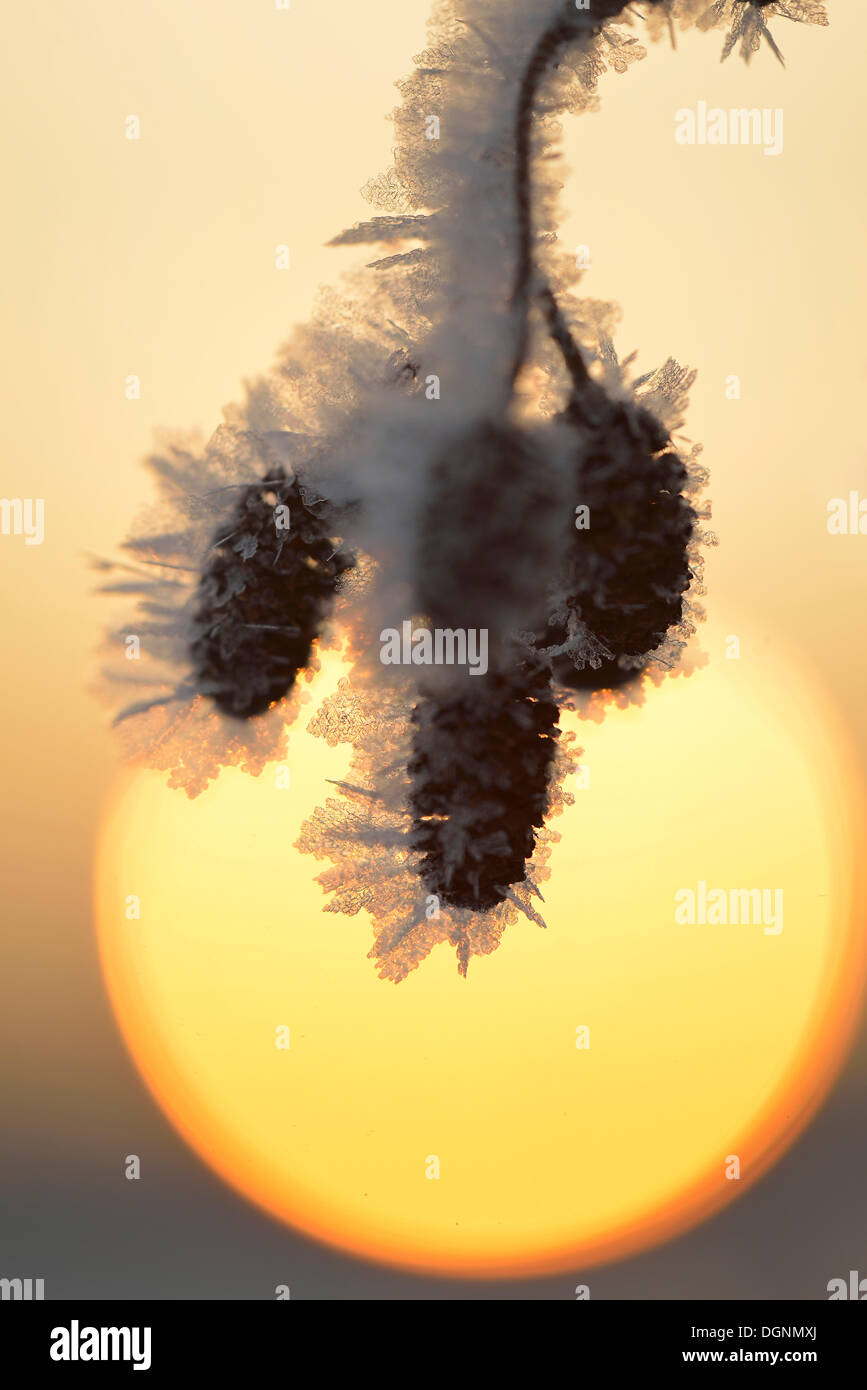 Thick layer of ice crystals coating the fruit stand of an alder, in front of the rising sun, Uhyst, Saxony, Germany Stock Photo