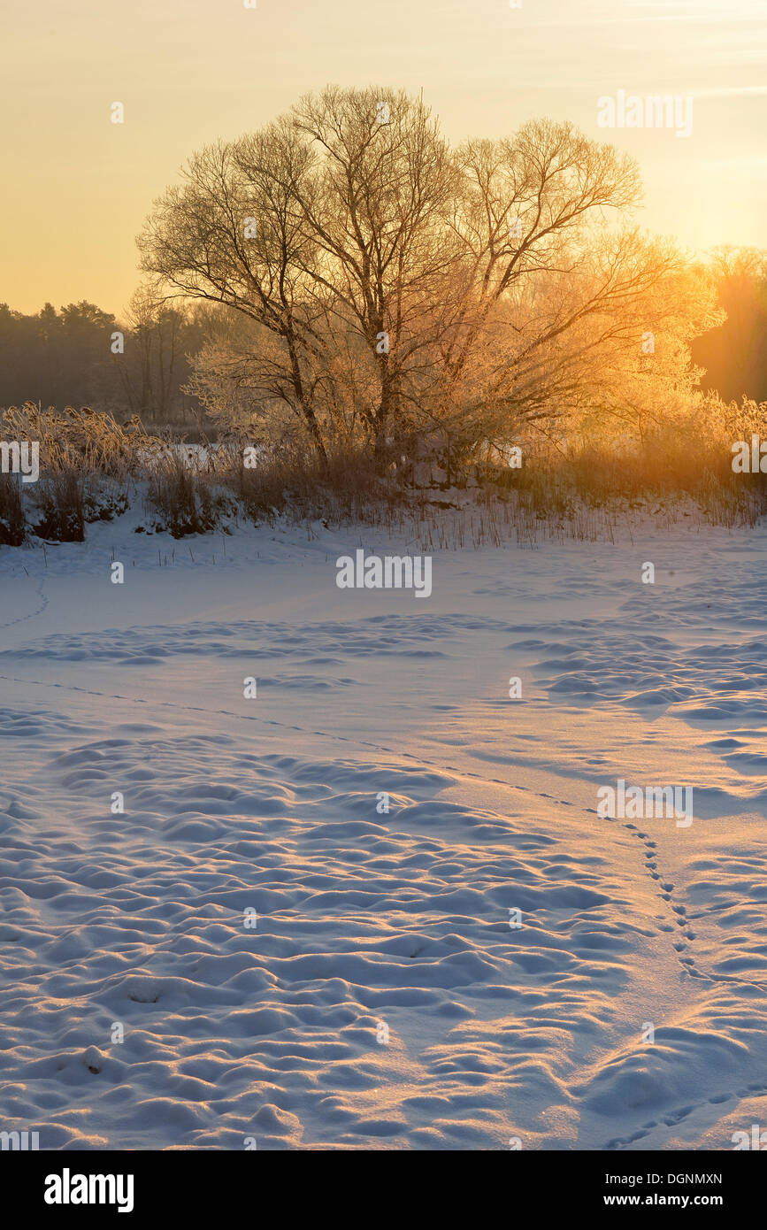 Snow-covered and frosty winter landscape in a pond area at sunrise, Uhyst, Saxony, Germany Stock Photo