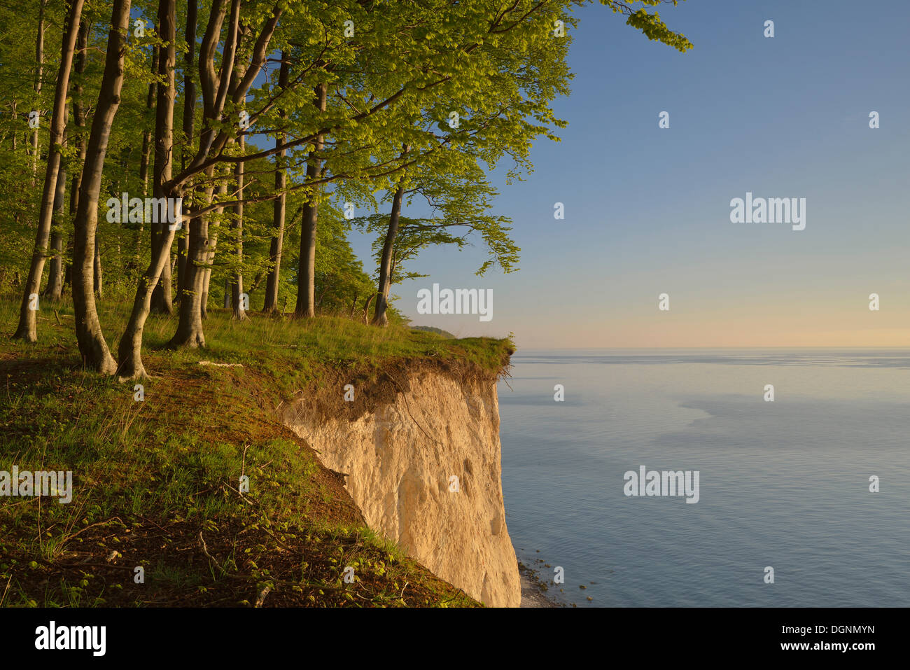 Beech forest on the edge of the steep coast in the first morning light, Dranske, Mecklenburg-Western Pomerania, Germany Stock Photo