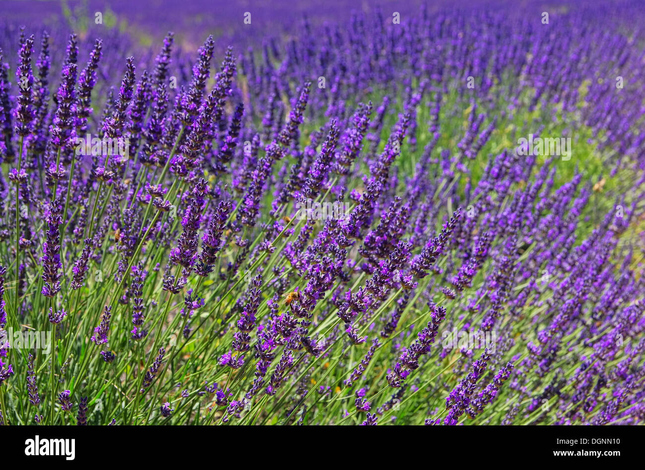 Lavendelfeld - lavender field 05 Stock Photo
