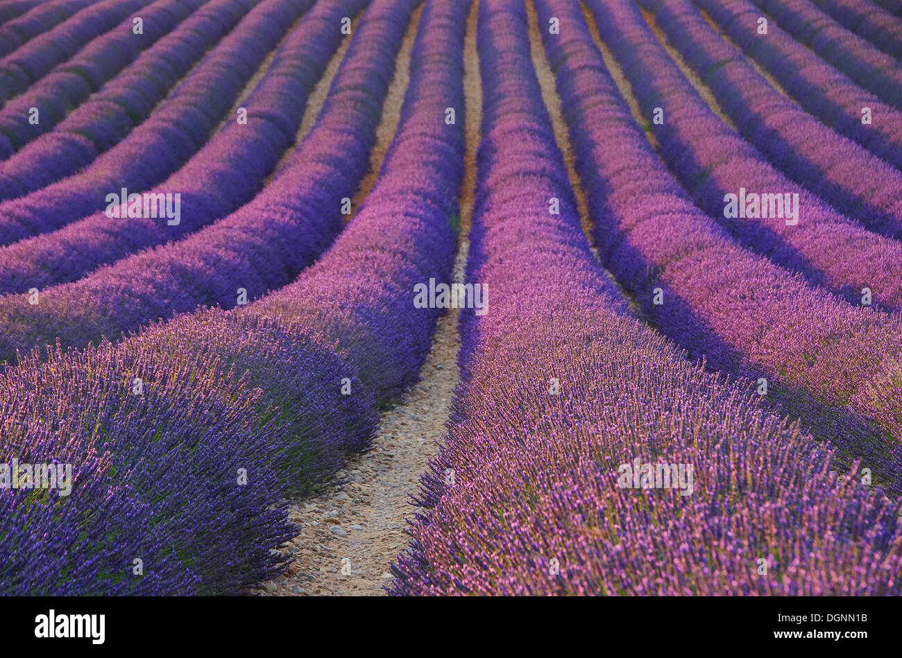 Lavendelfeld - lavender field 31 Stock Photo