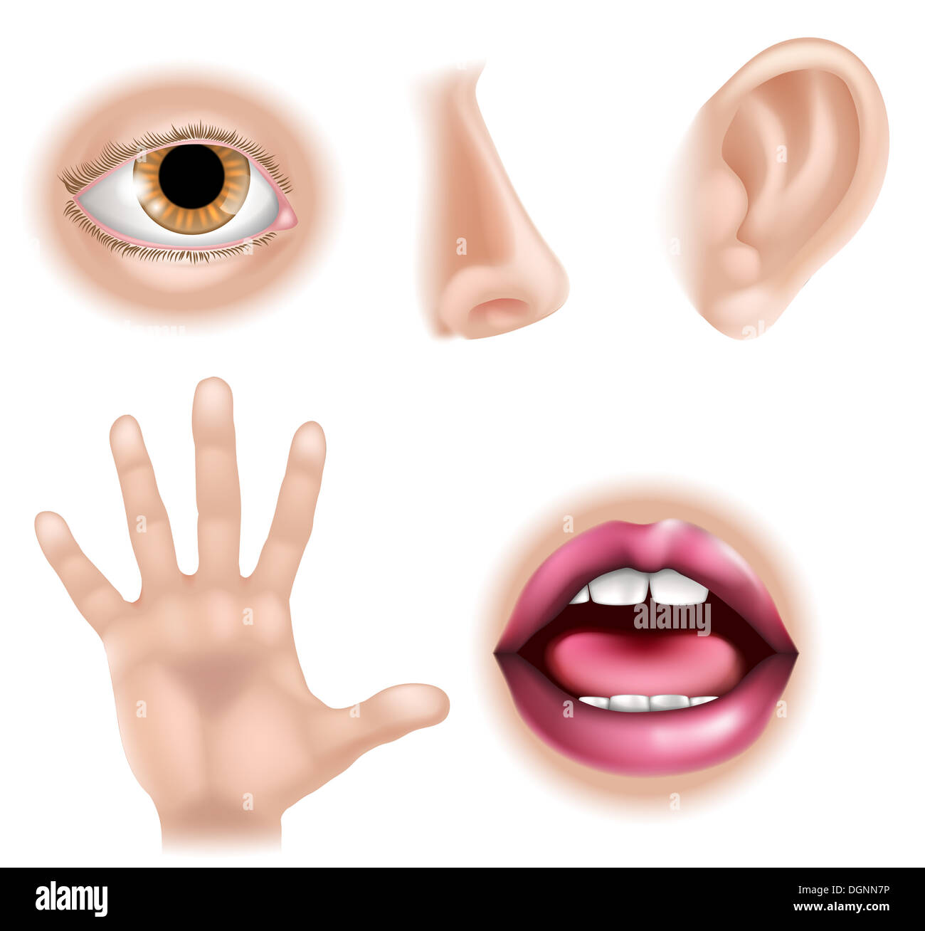 Five senses illustrations with hand for touch, eye for sight, nose for smell, ear for hearing and mouth for taste Stock Photo