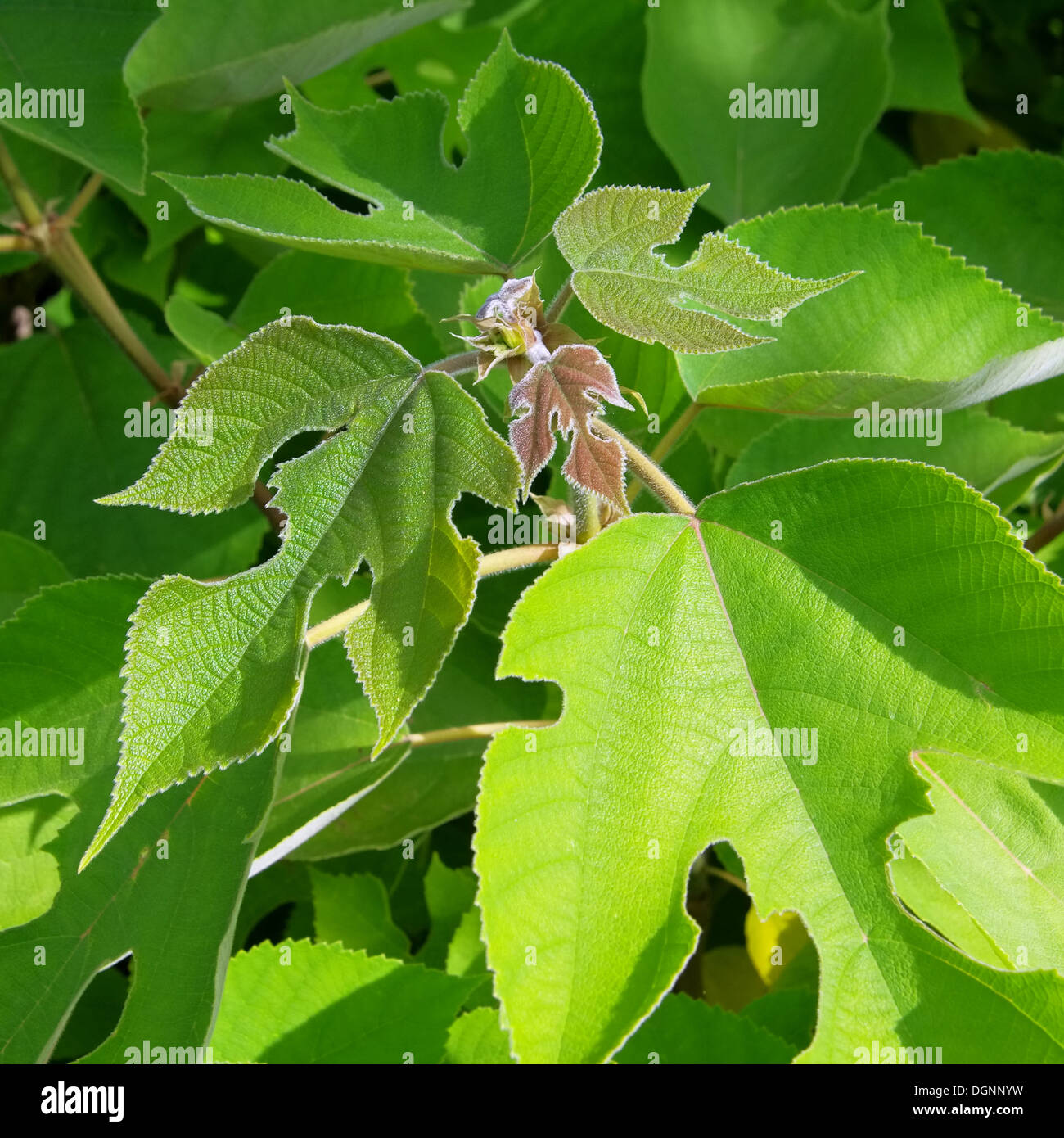 Green mulberry leaves hires stock photography and images Alamy