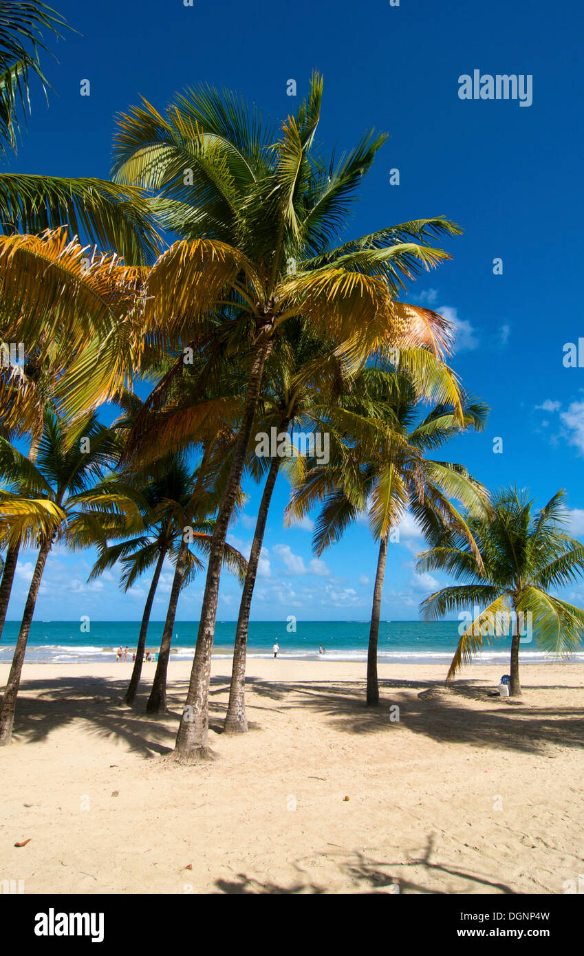 Beach with palm trees, Isla Verde, San Juan, Puerto Rico, Caribbean Stock Photo