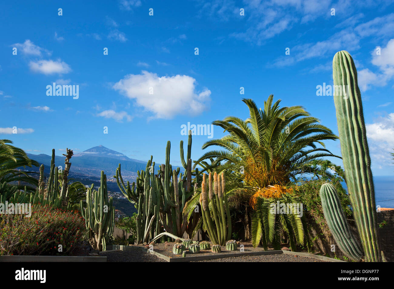 Cactus garden in El Sauzal with views of Mount Teide volcano, Tenerife, Canary Islands, Spain, Europe Stock Photo