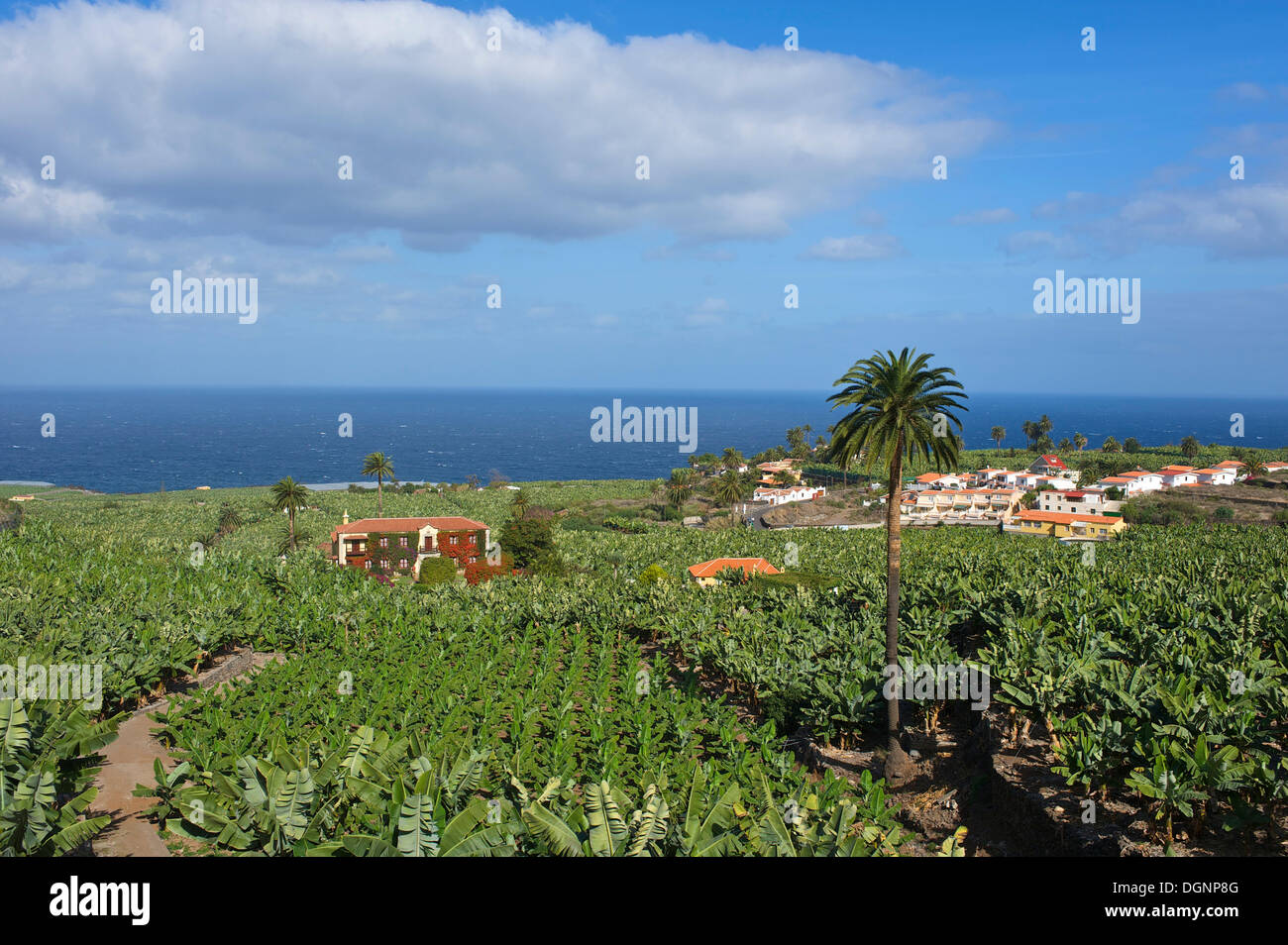 Tenerife Banana Liqueur Banana Computer Santa Cruz De Té…, Rambla General Franco, 1… (Avis