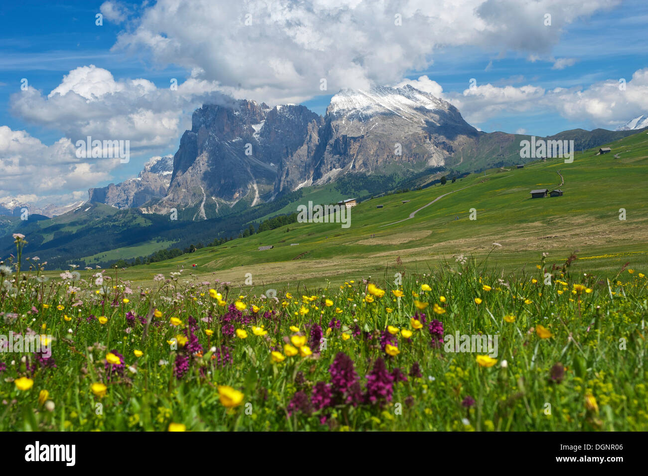 Seiser Alm alpine pastures in front of Piatto Mountain and Sasso Lungo Mountains, Dolomiten, South Tyrol province Stock Photo