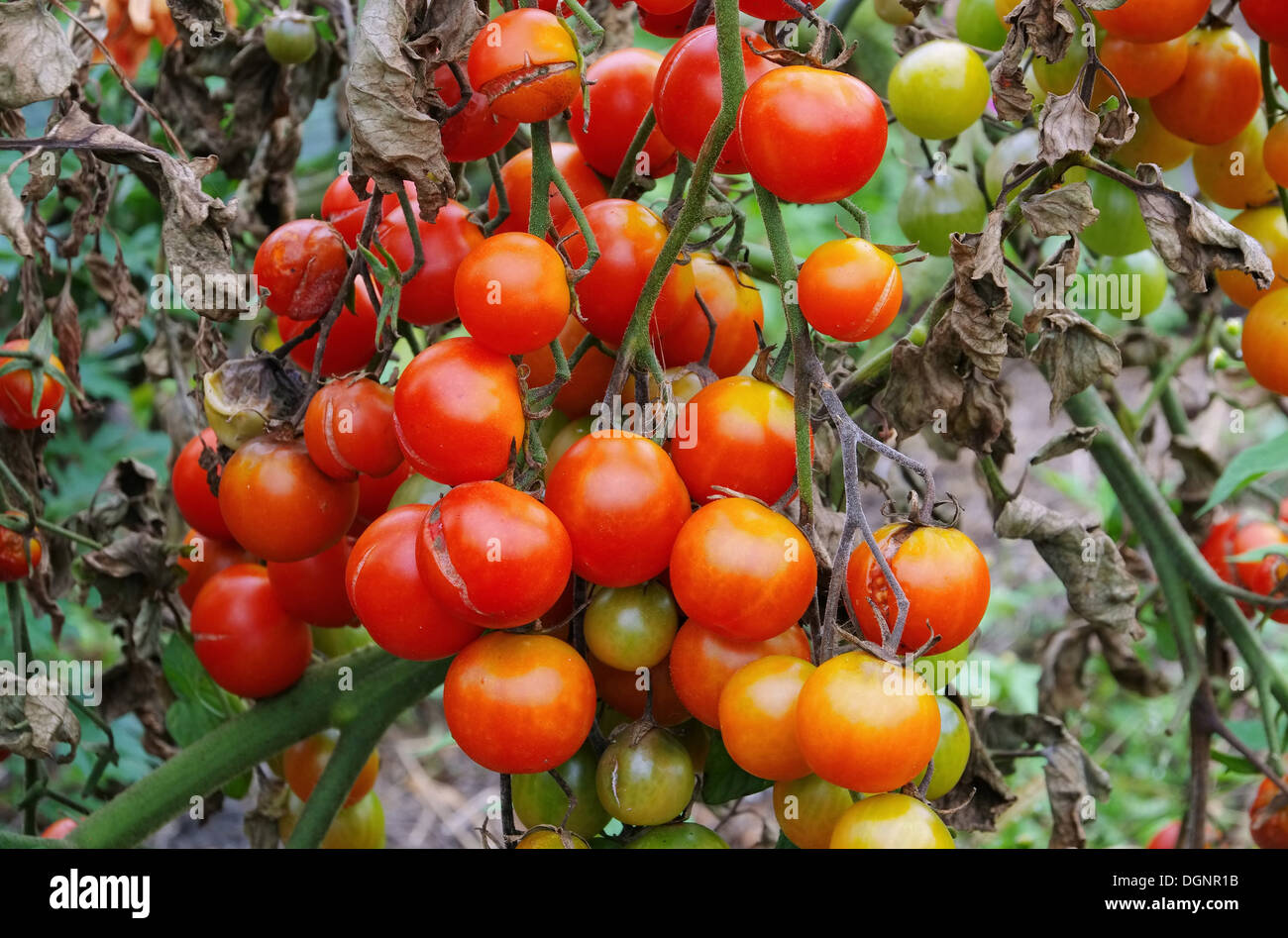 Tomate Braunfaeule - tomato late blight 01 Stock Photo
