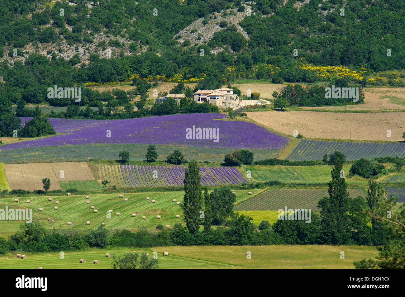 Lavender fields of provence hi-res stock photography and images - Alamy