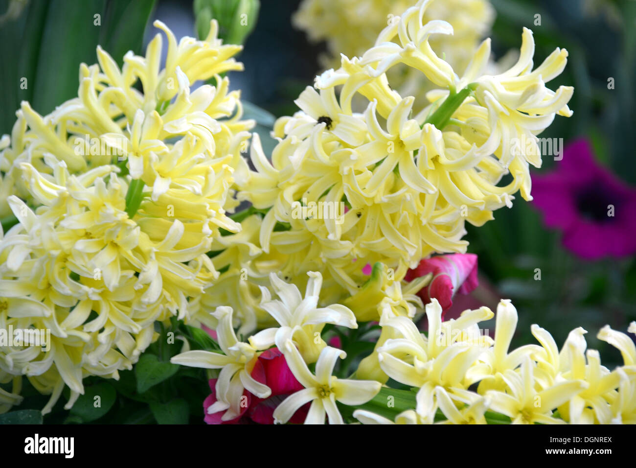 flowers in bloom at Gardens by the Bay Singapore Stock Photo Alamy