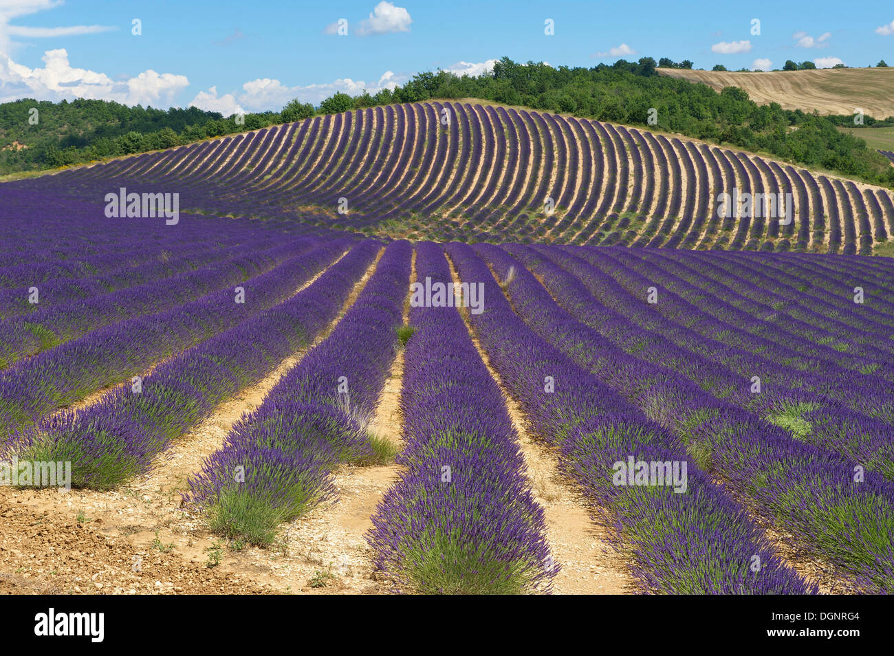 Lavender fields, Provence, Region Provence-Alpes-Côte d’Azur, France Stock Photo
