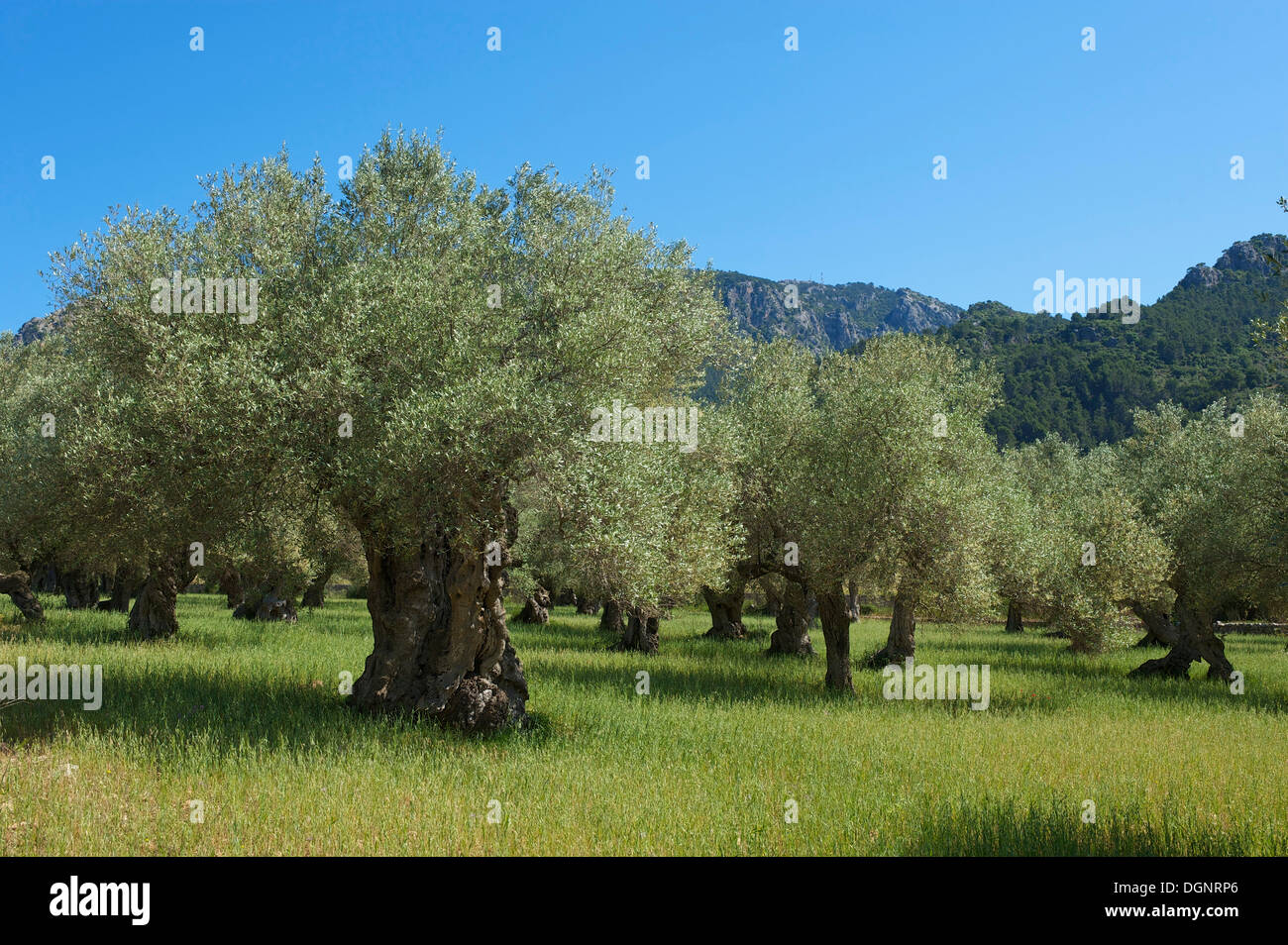Old Olive trees (Olea europaea), Majorca, Balearic Islands, Spain Stock Photo