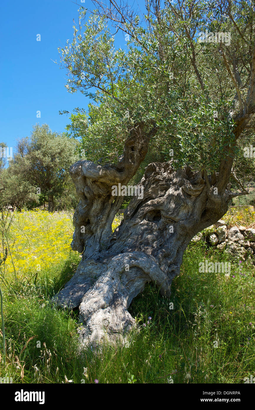 Old Olive tree (Olea europaea), Serra de Tramuntana, Serra de