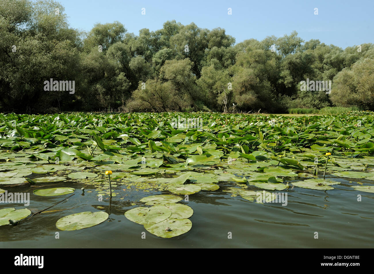 Yellow water-lilies (Nuphar lutea, Nuphar luteum), Danube Delta, Romania, Europe Stock Photo