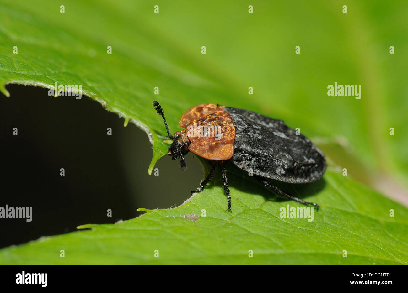 True Bug (Heteroptera), Radenthein, Carinthia, Austria, Europe Stock Photo