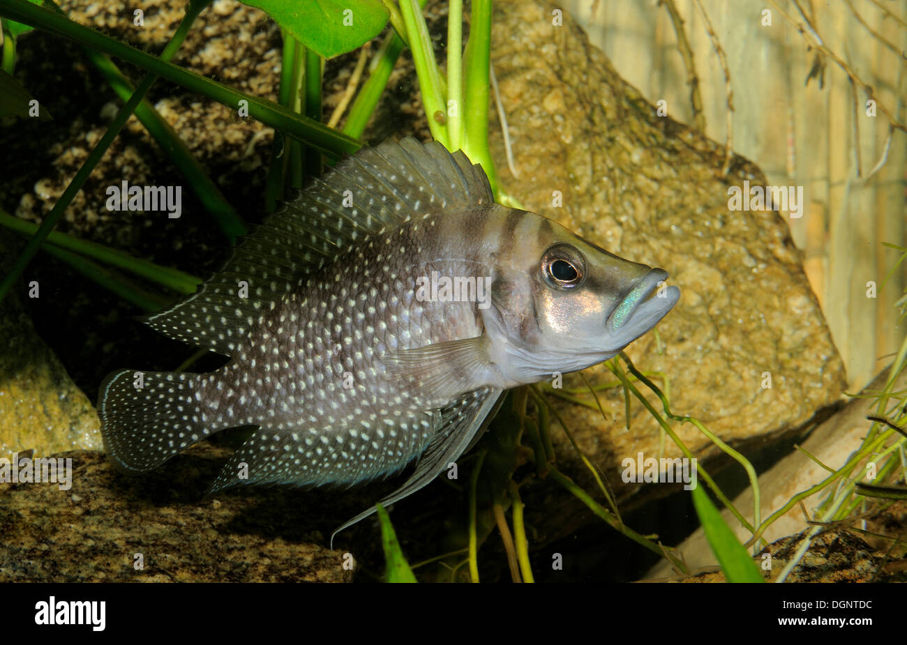 Gangetic Leaffish (Nandus nandus), aquarium Stock Photo