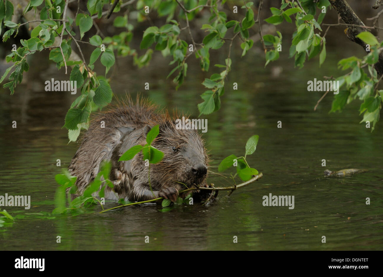 Eurasian Beaver or European Beaver (Castor fiber), Danube-Auen, Gross-Enzersdorf, Lower Austria, Austria Stock Photo